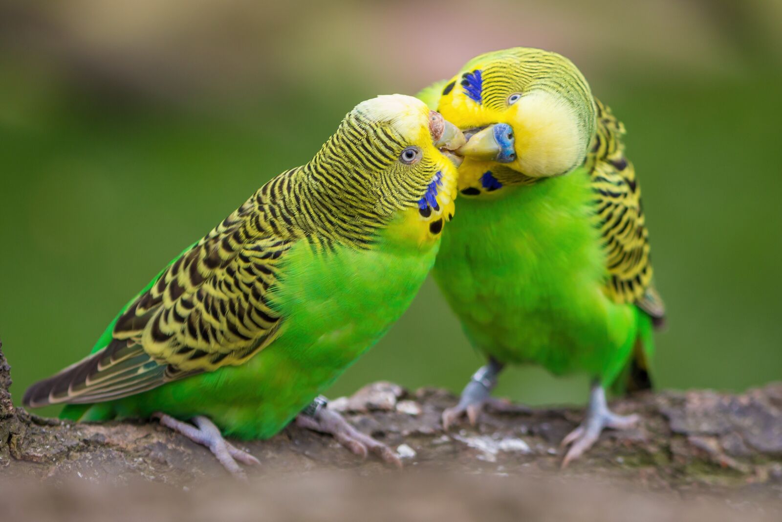 Canon EOS 700D (EOS Rebel T5i / EOS Kiss X7i) sample photo. Budgie, pair, birds photography