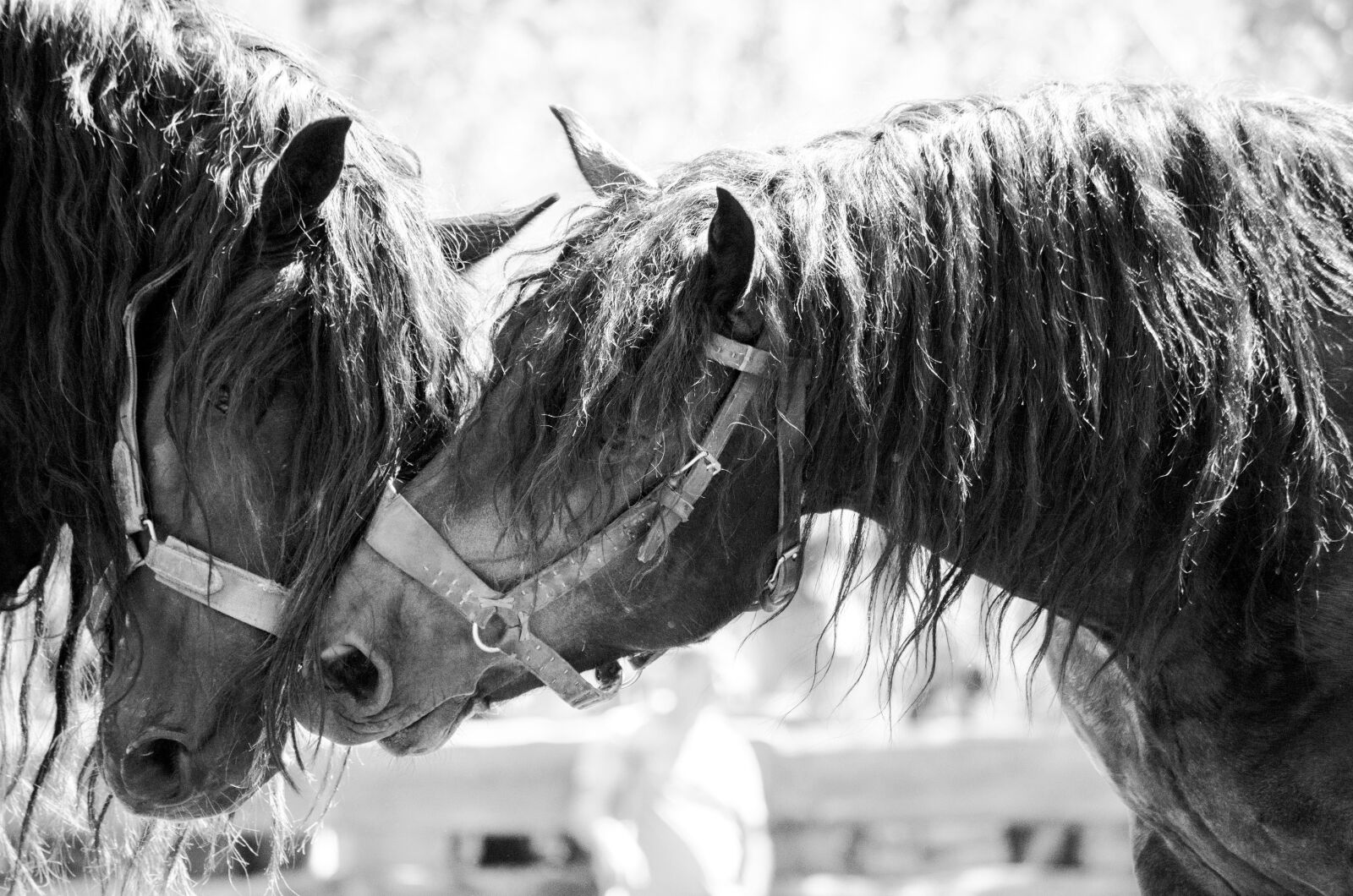 Nikon D5100 sample photo. Stallions, noriker, breeding stallions photography