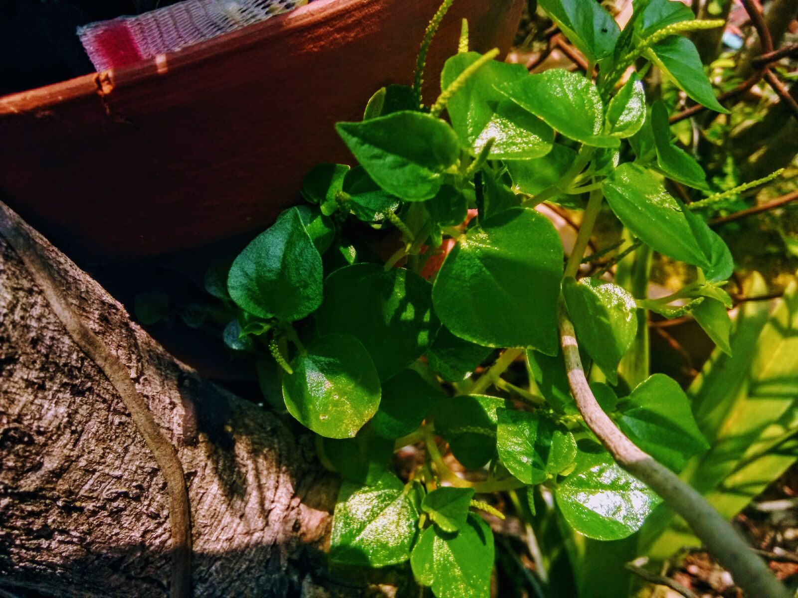 HMD Global Nokia 2 sample photo. Cup, insert, green to photography