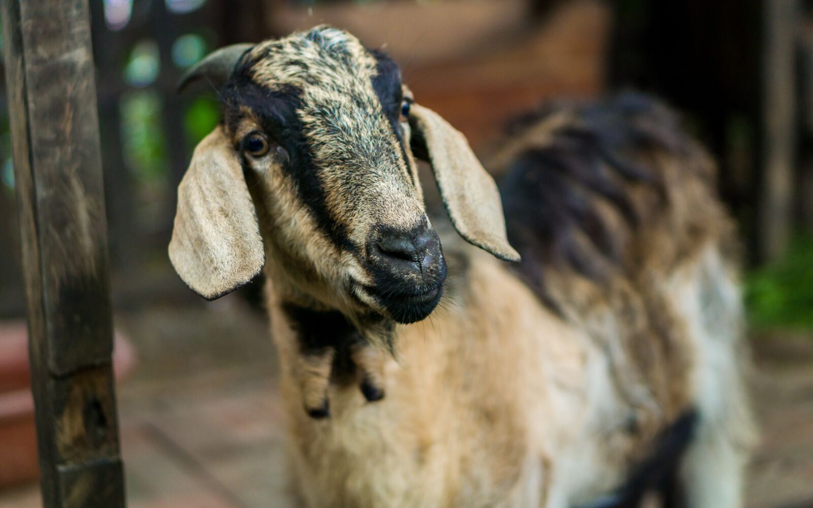 E 50mm F1.8 OSS sample photo. Goat, nature, ecuador photography