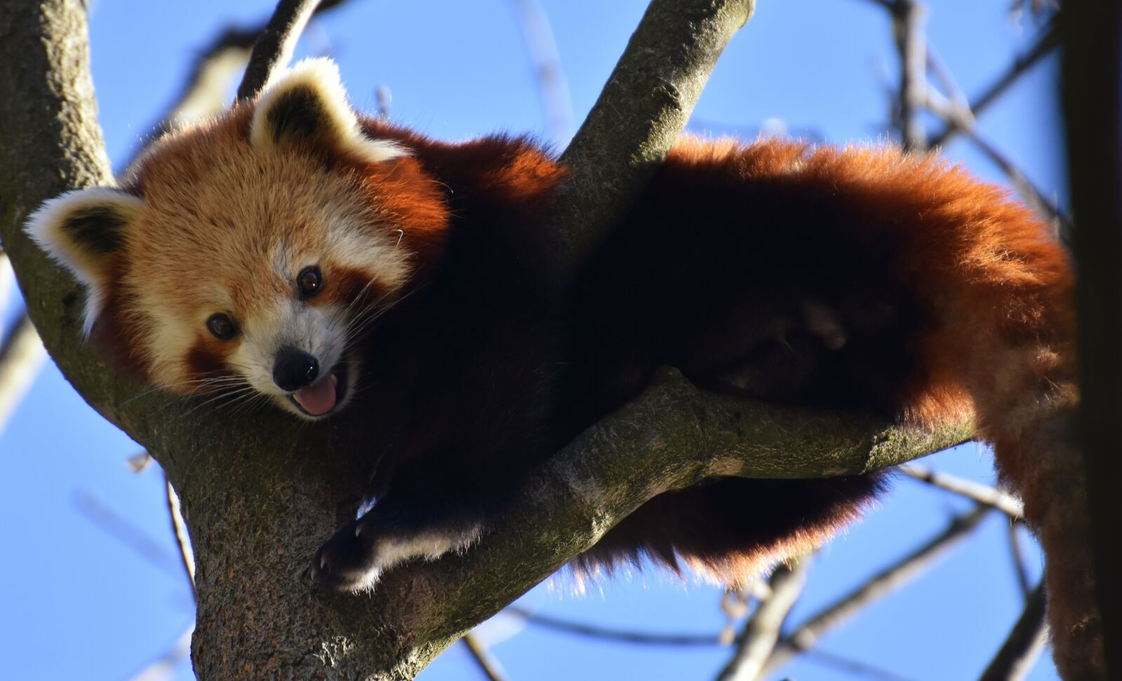 Nikon D7200 sample photo. Panda, red panda, bear photography