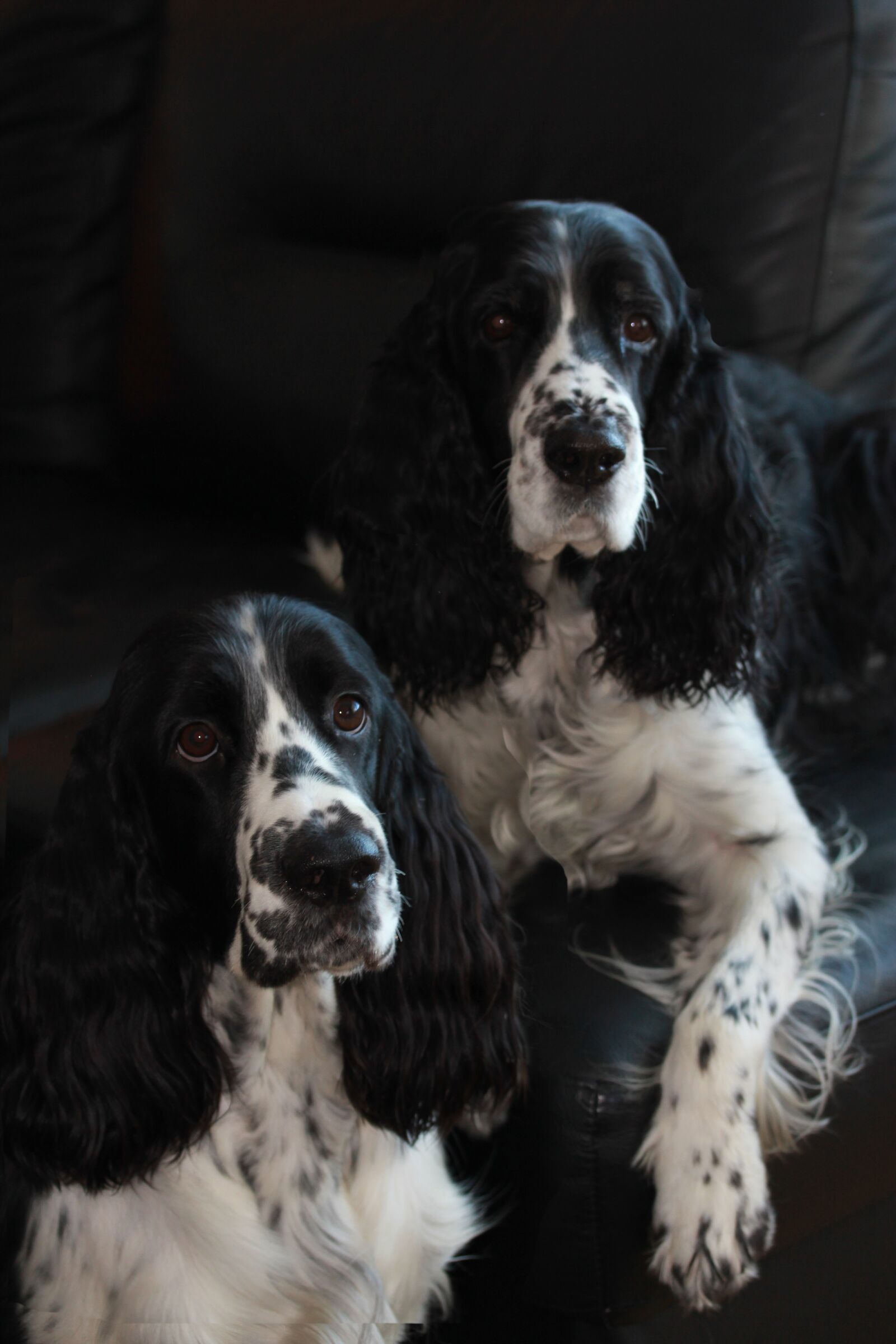 Canon EF-S 60mm F2.8 Macro USM sample photo. Spaniel, animals, dog photography