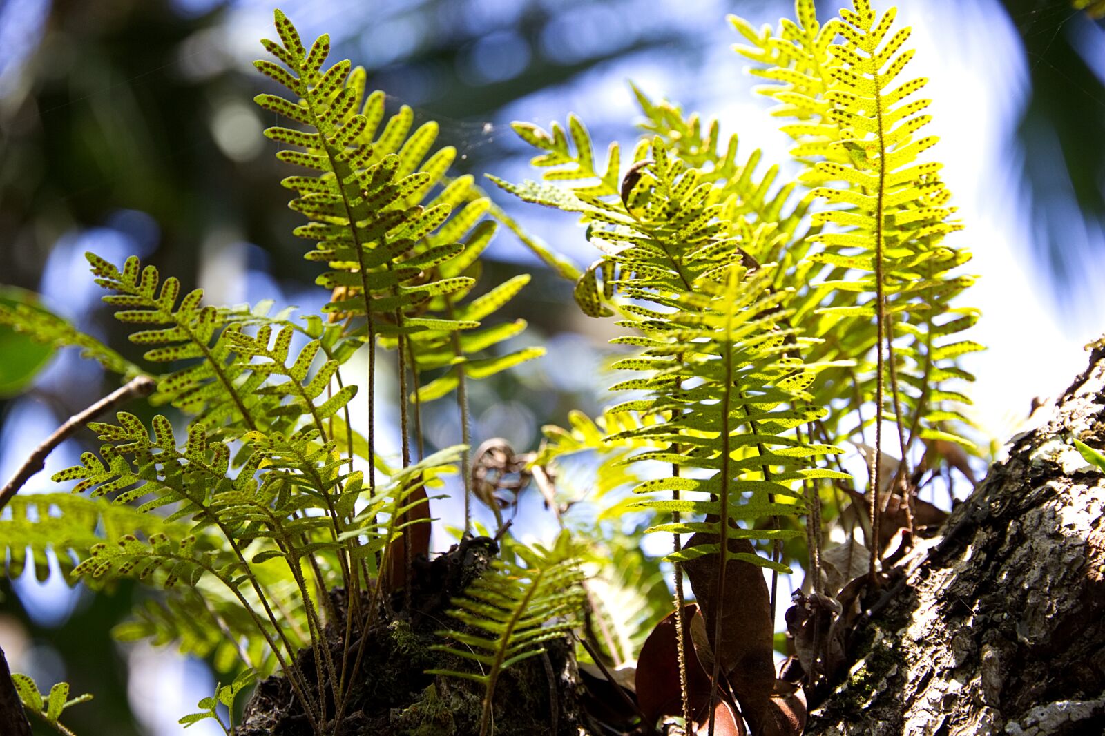 Canon EOS 60D + Canon EF-S 15-85mm F3.5-5.6 IS USM sample photo. Plant, fern, nature photography