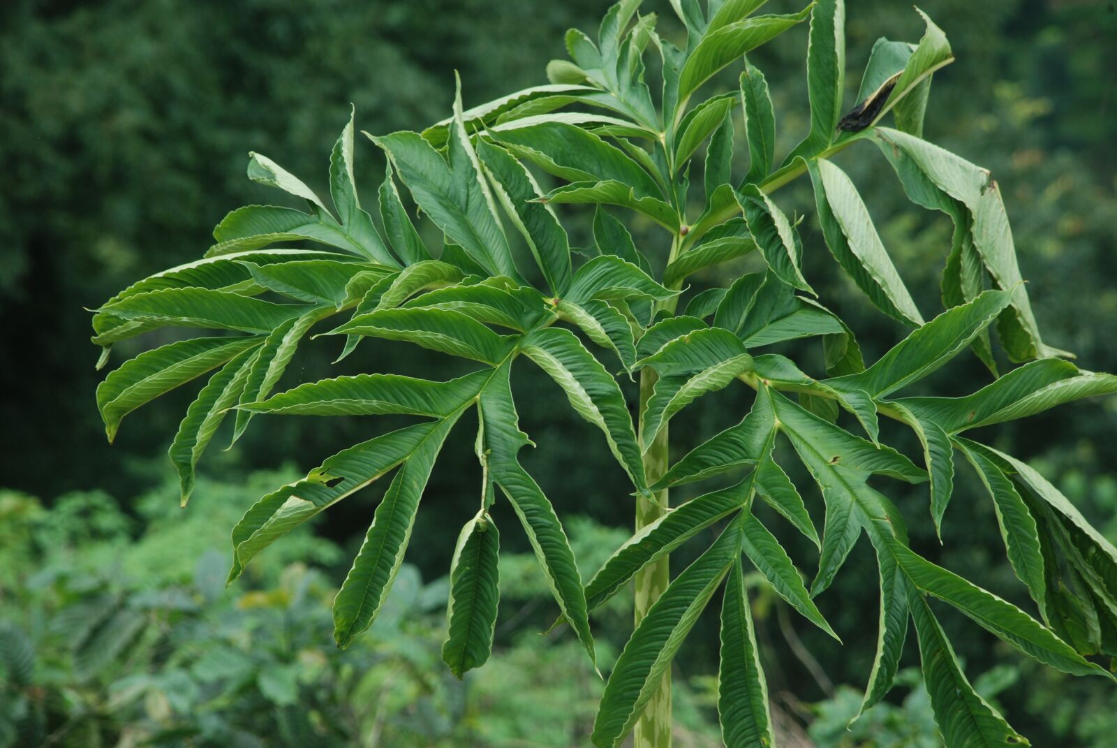 Nikon D80 sample photo. Leaf, flora, nature photography