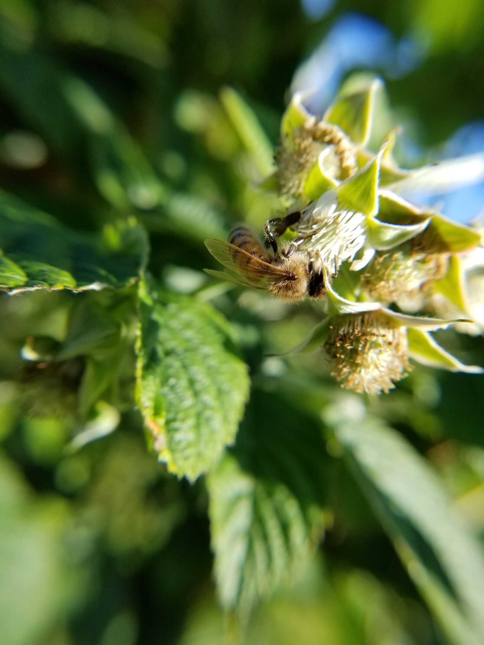 Samsung Galaxy S8 sample photo. Honeybee, pollinator, pollination photography