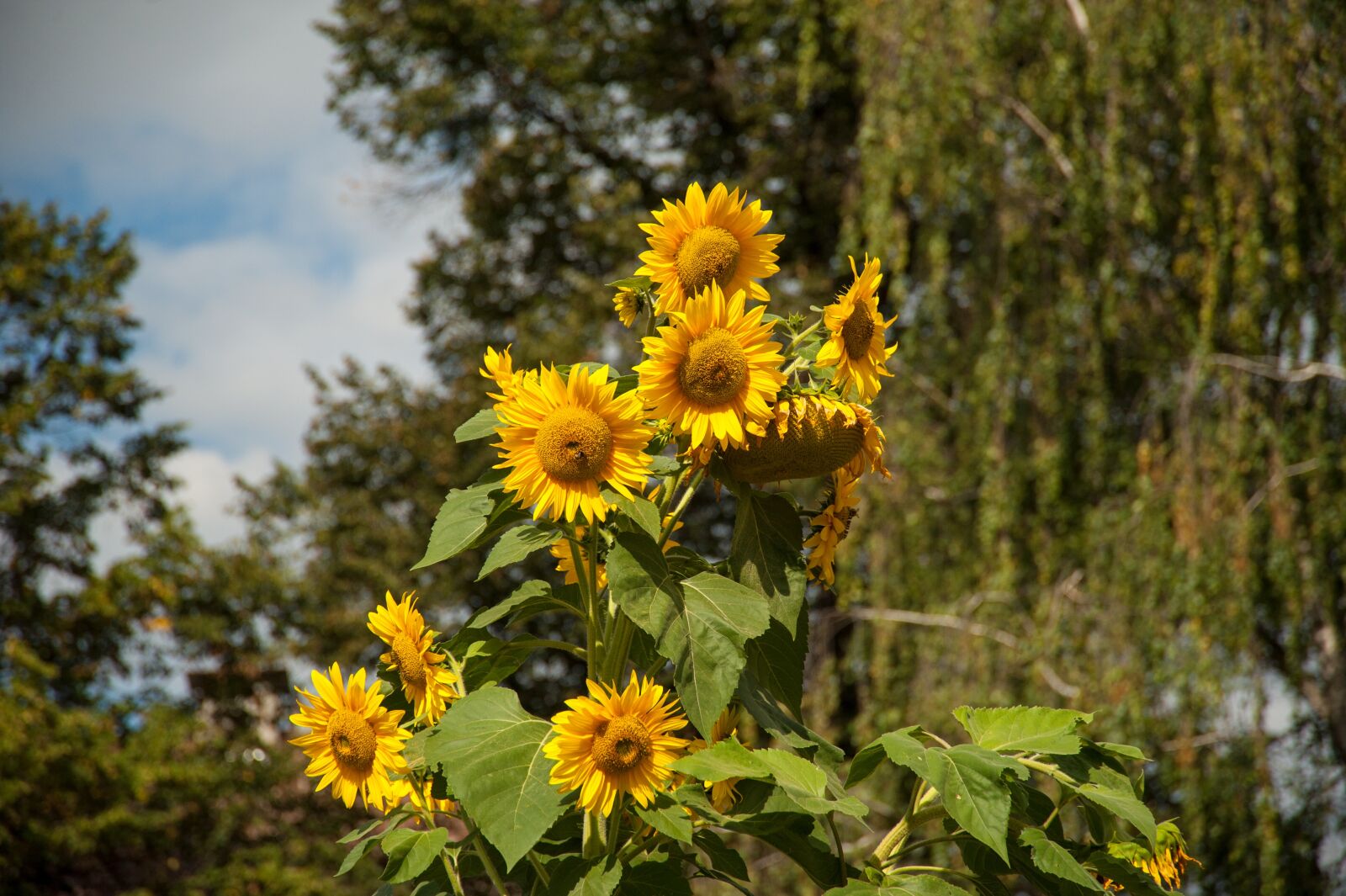 Nikon D700 sample photo. Sunflower, blossom, bloom photography