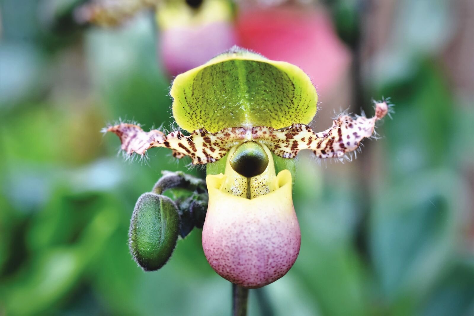 Nikon D7200 sample photo. Orchids, orchid flower, blossom photography