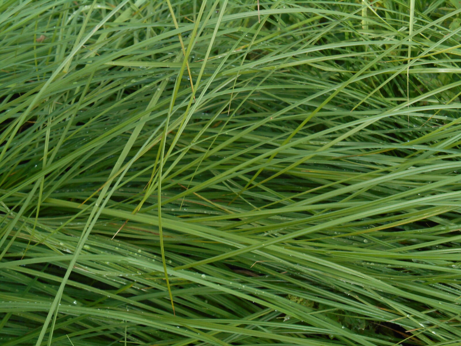 Nikon Coolpix S3500 sample photo. Grass, vair, vers, vert photography