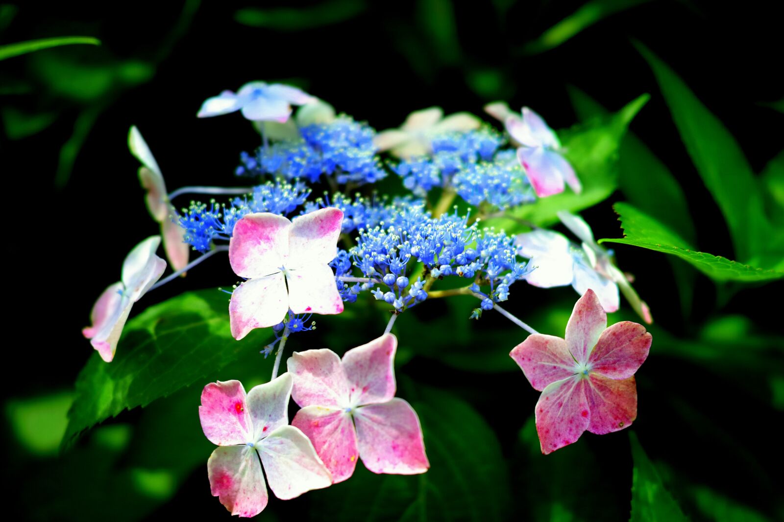 Sigma DP2 Merrill sample photo. Hydrangea, in the early photography