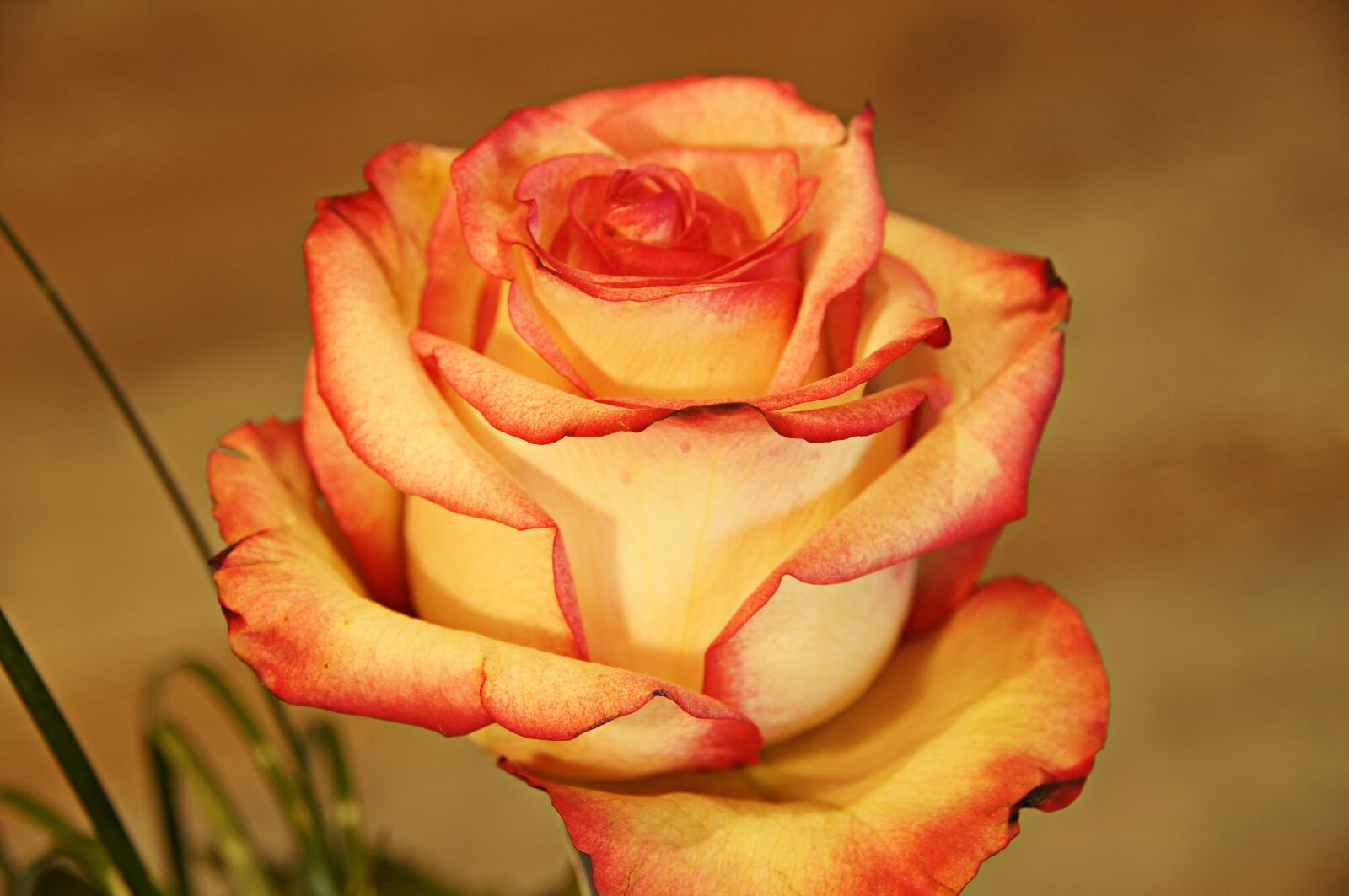 Sony SLT-A57 sample photo. Flower, rose, love photography