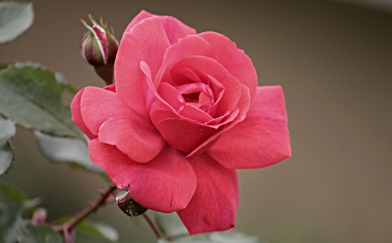 Canon EOS 1100D (EOS Rebel T3 / EOS Kiss X50) sample photo. Rose, rose bloom, blossom photography