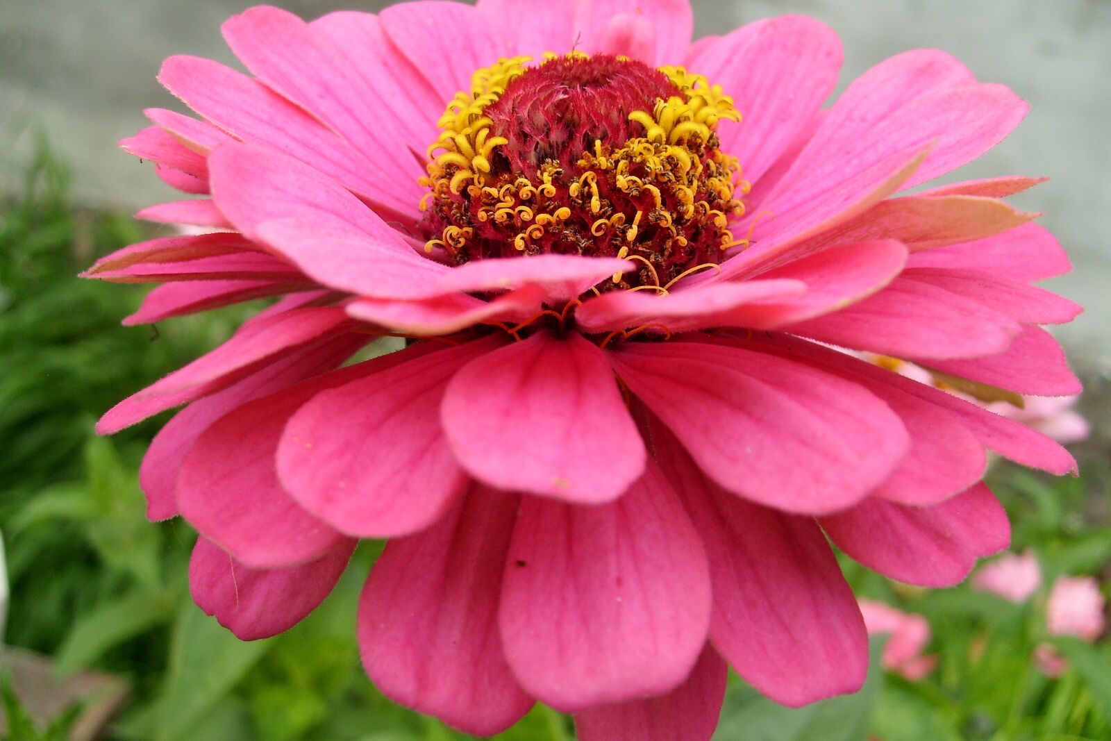 Samsung KENOX S730  / Samsung S730 sample photo. Flower, red, plant photography