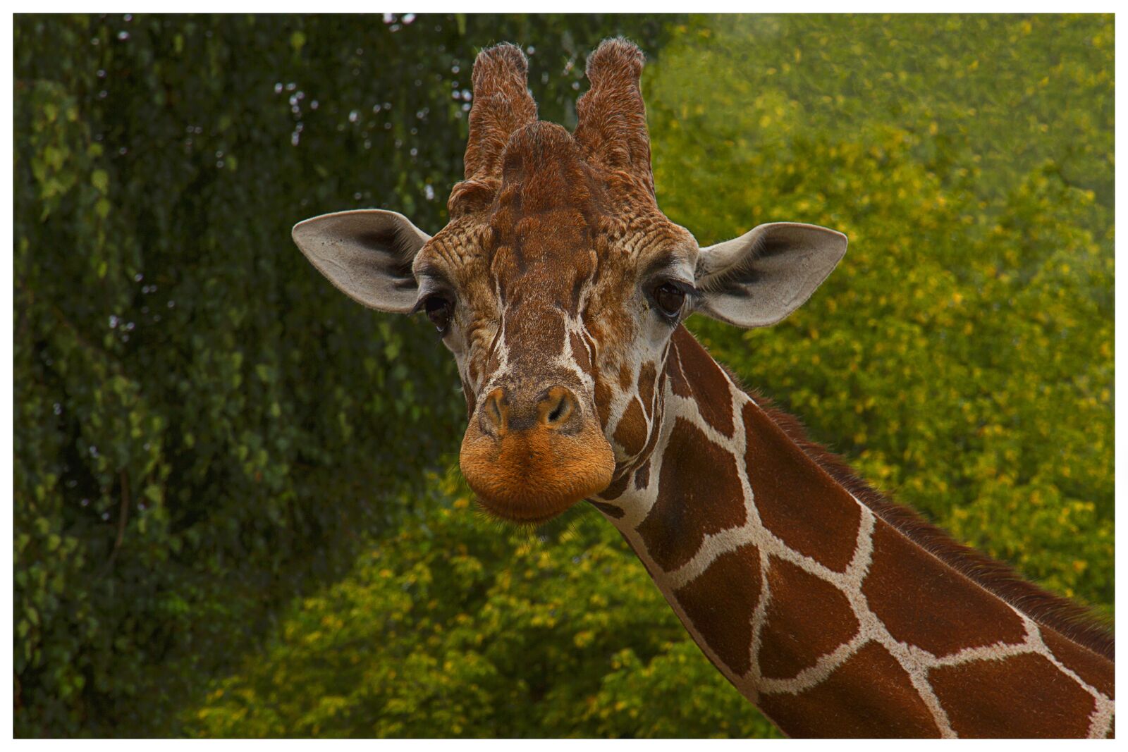 Canon EF-S 15-85mm F3.5-5.6 IS USM sample photo. Giraffe, animal, nature photography