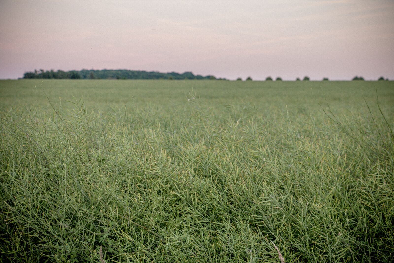 Canon EOS 70D sample photo. Field, meadow, green photography