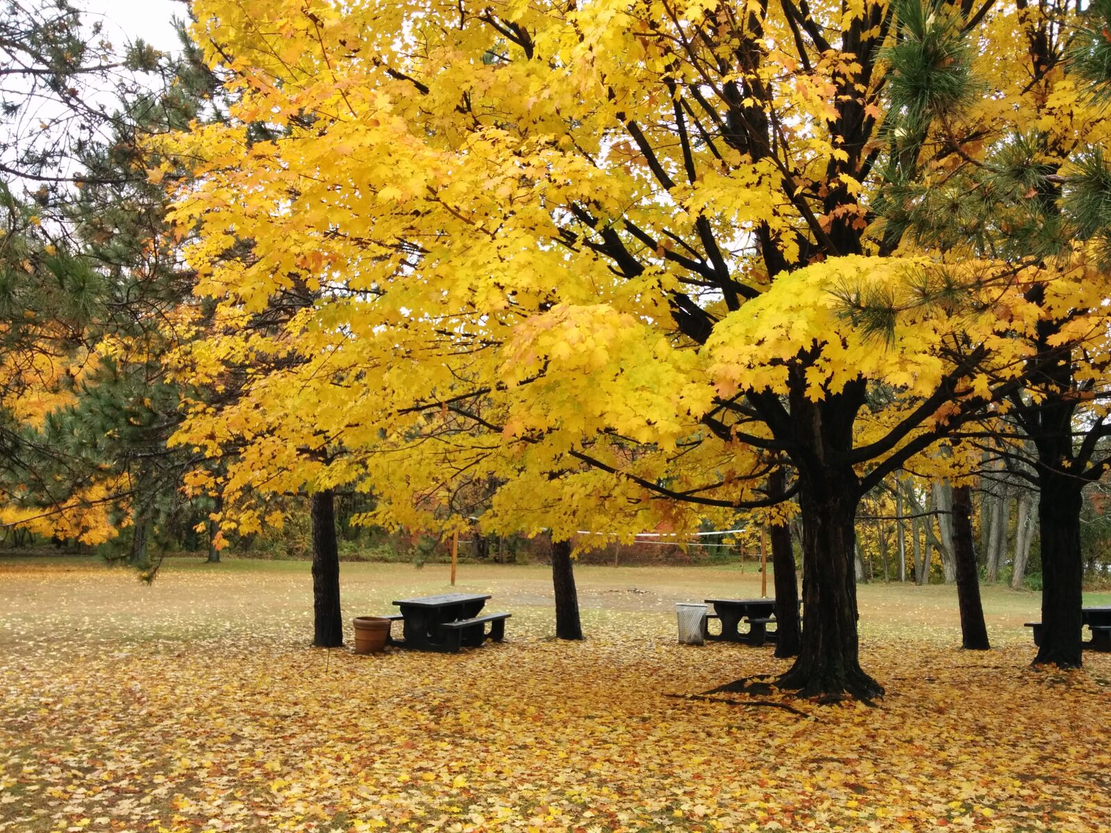 LG Nexus 5 sample photo. Fall, colors, autumn, trees photography