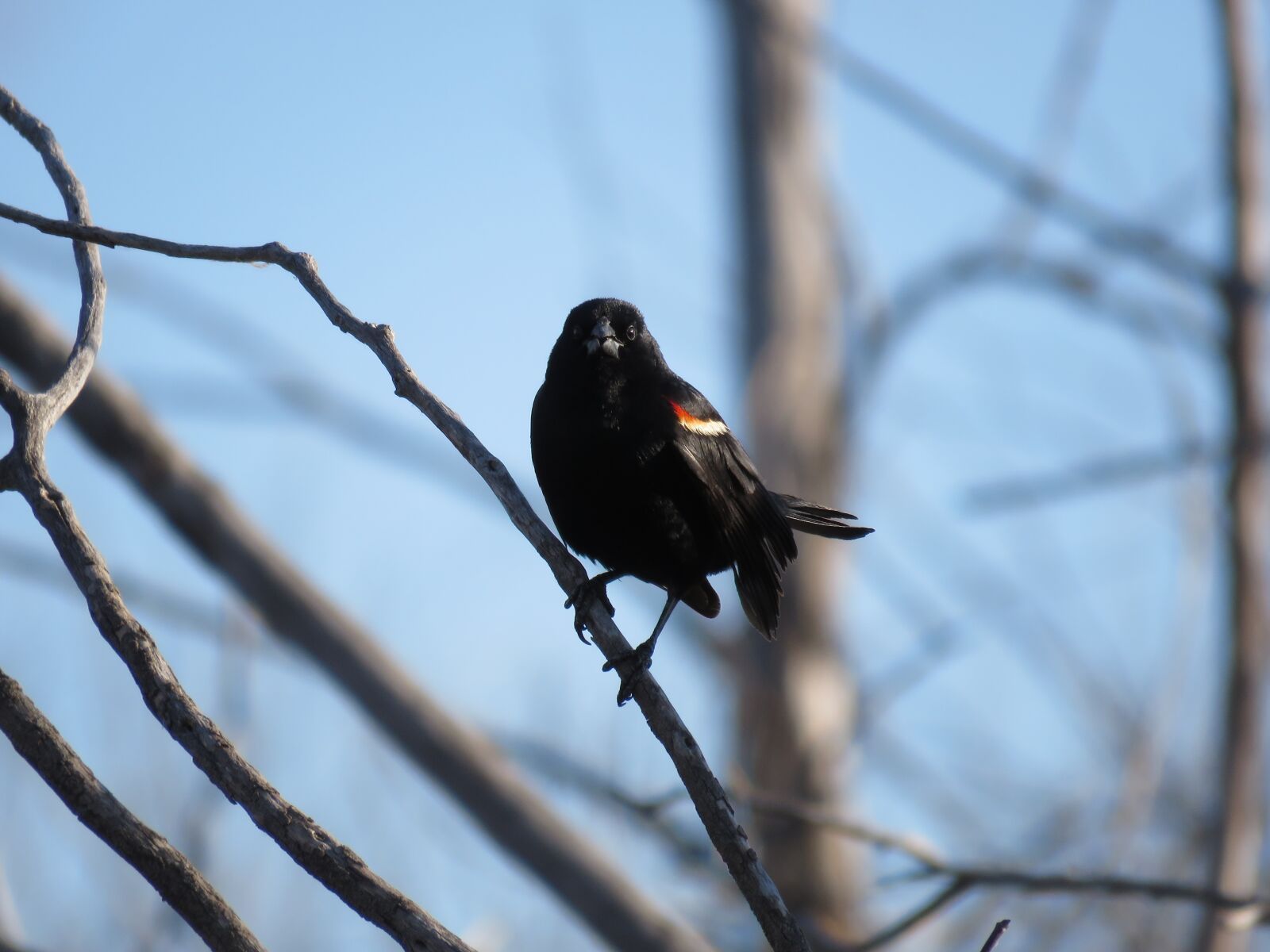 Canon PowerShot SX60 HS sample photo. Red-winged blackbird, blackbird, red-winged photography