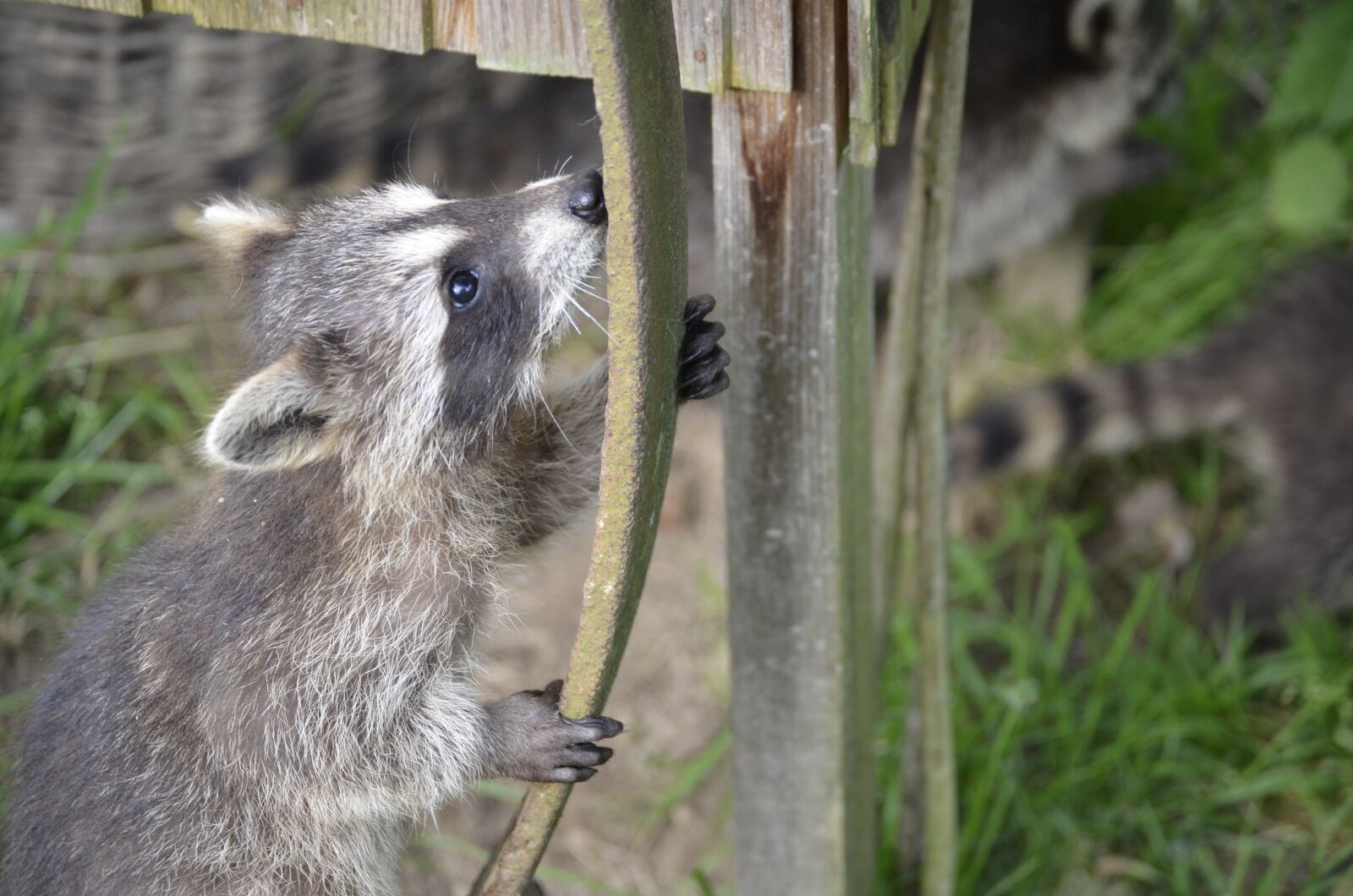 Nikon D5100 sample photo. Raccoon, face, sweet photography