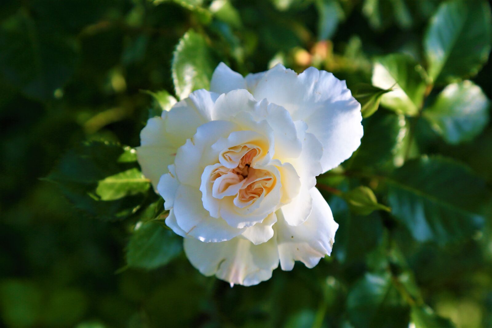 Canon EOS 5D Mark III sample photo. Rose, flower, spring photography