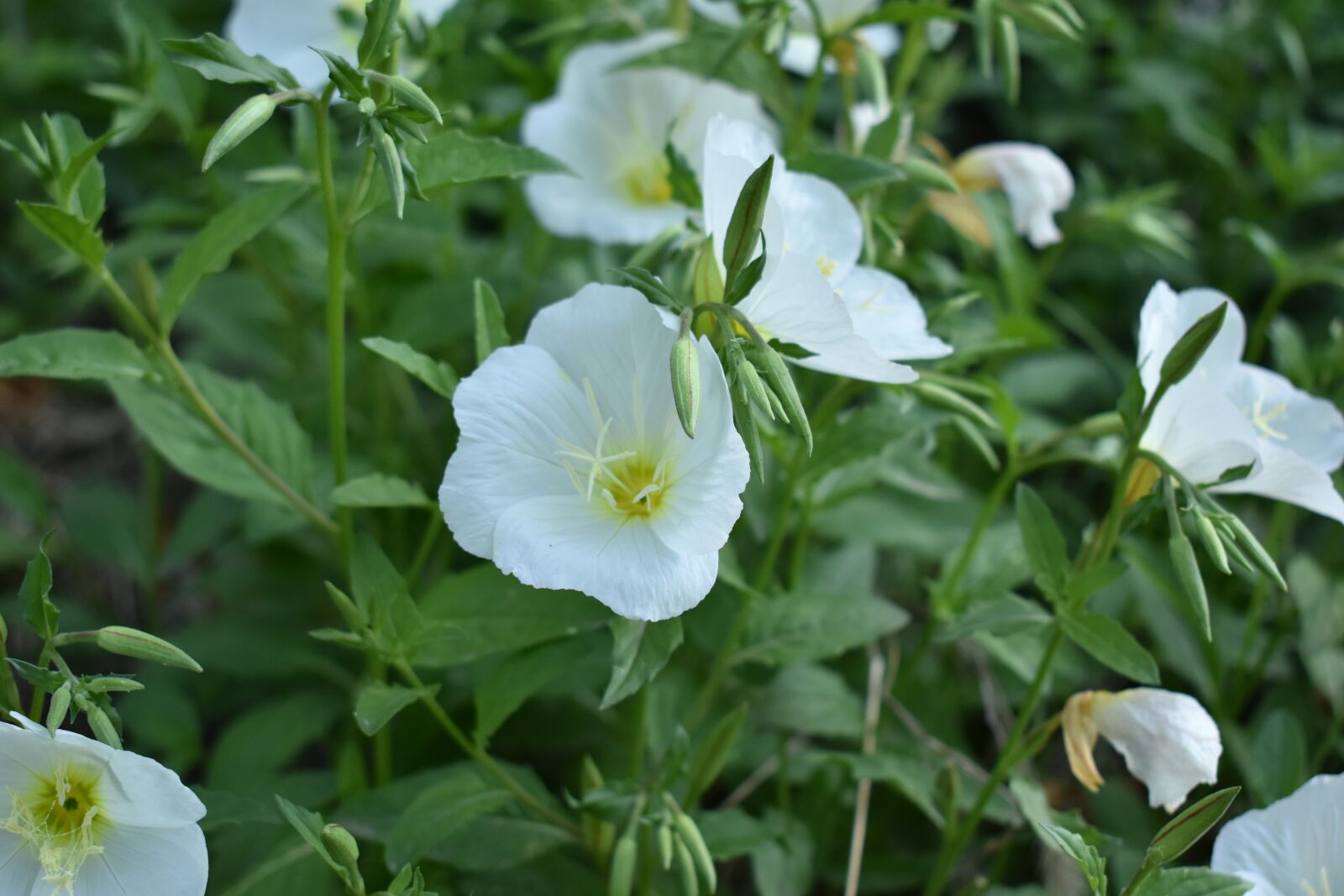 Nikon D3400 sample photo. Flowers, white flower, plant photography