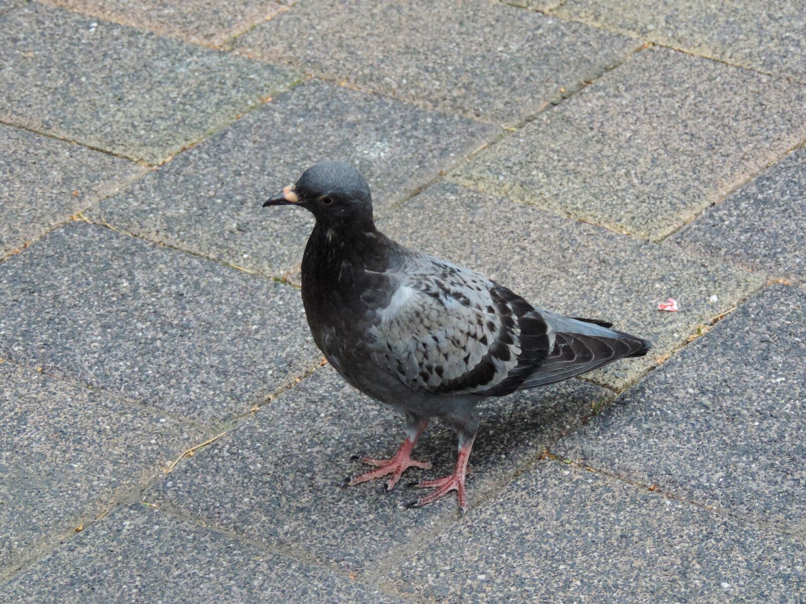 Nikon Coolpix P520 sample photo. Dove, bird, flow photography