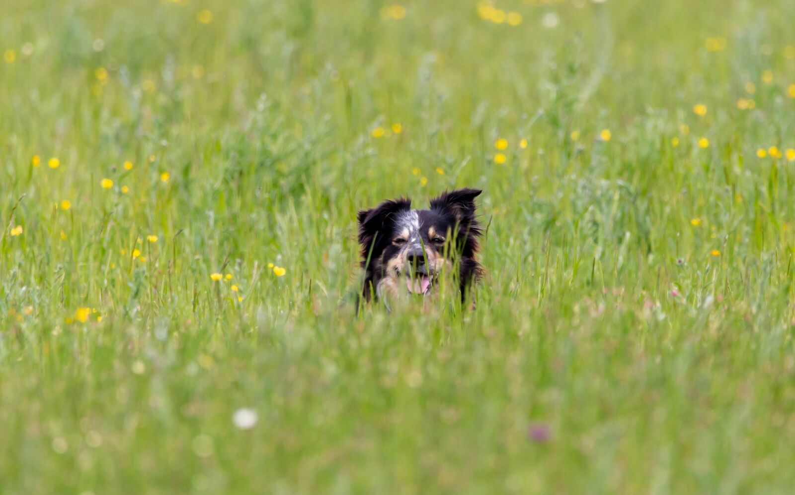 150-600mm F5-6.3 DG OS HSM | Contemporary 015 sample photo. Border collie, wet dog photography