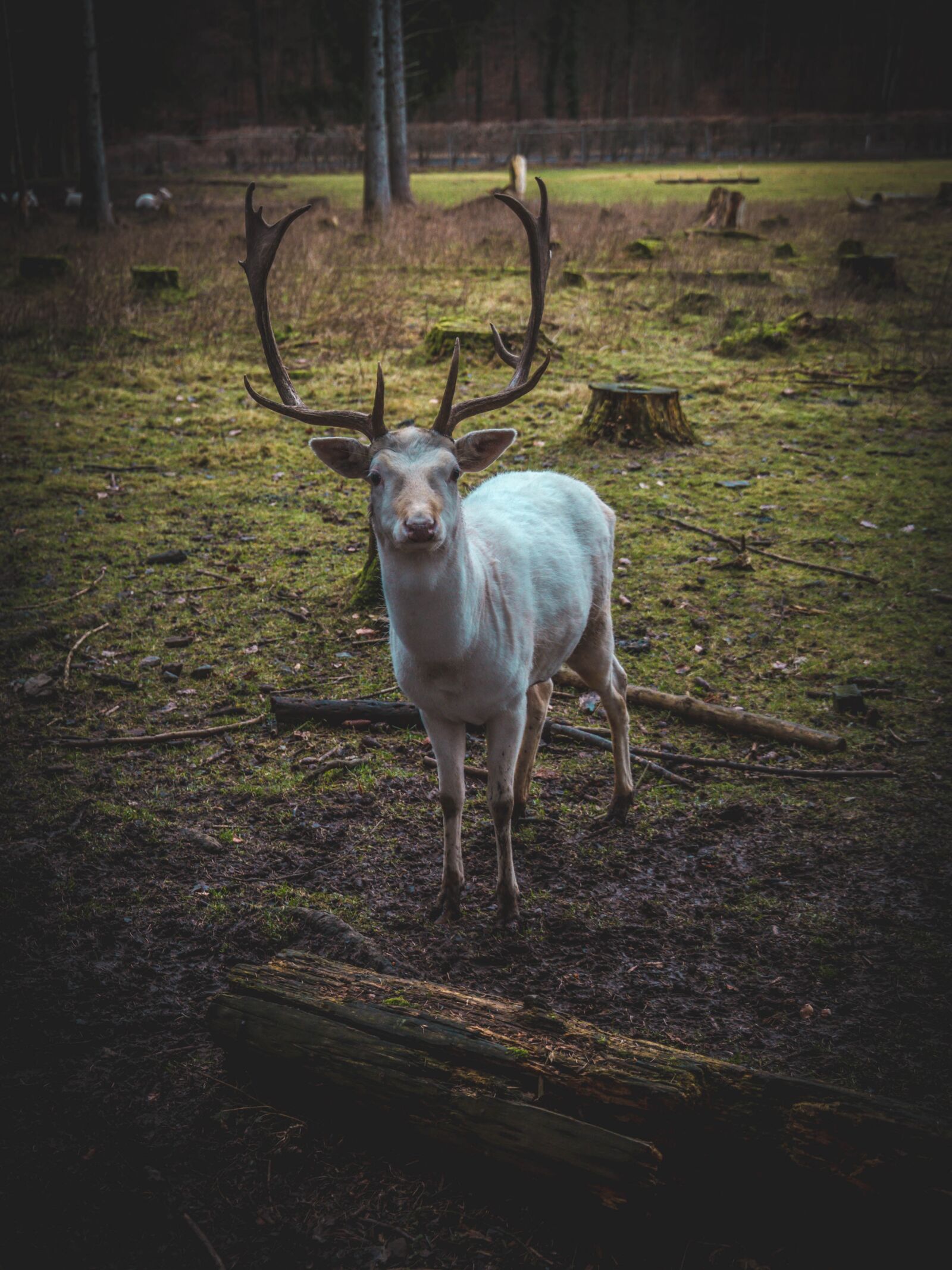 Canon EF 24-105mm F3.5-5.6 IS STM sample photo. Roe deer, landscape, nature photography