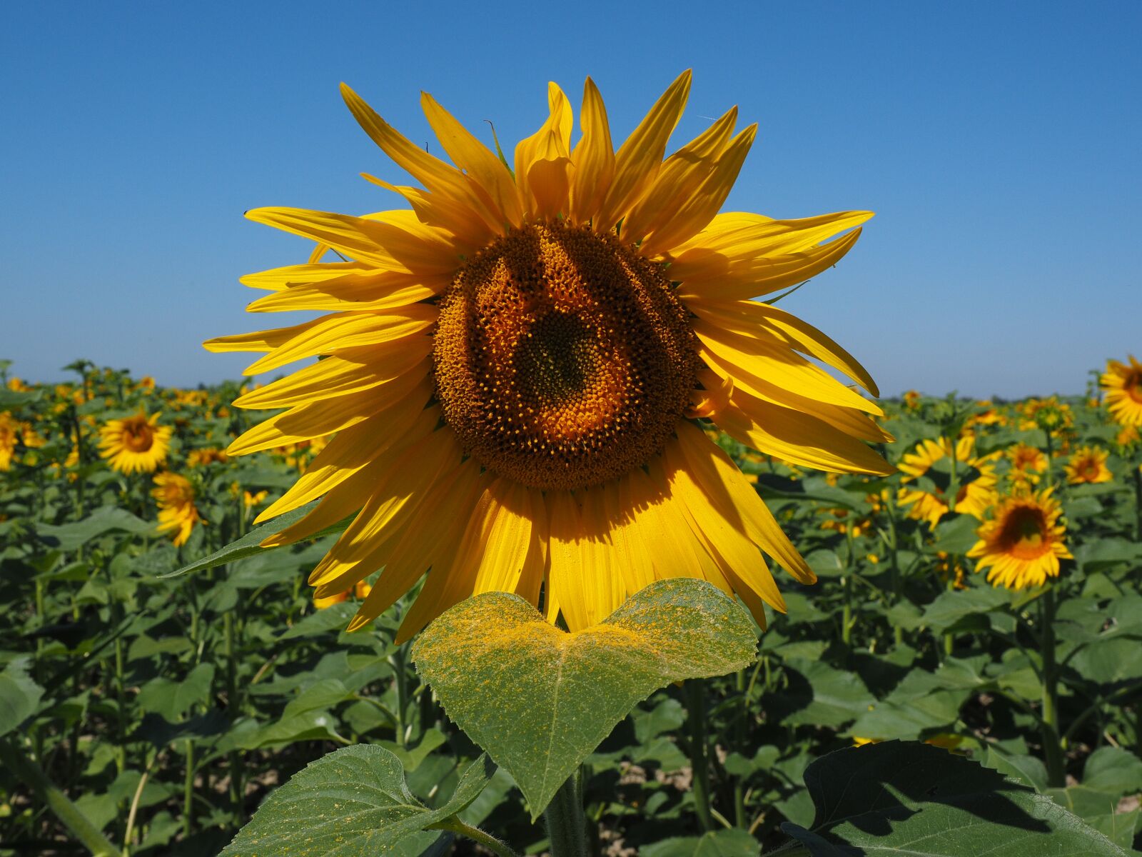 Olympus OM-D E-M1 + Olympus M.Zuiko Digital ED 12-40mm F2.8 Pro sample photo. Sunflower field, sunflower, helianthus photography