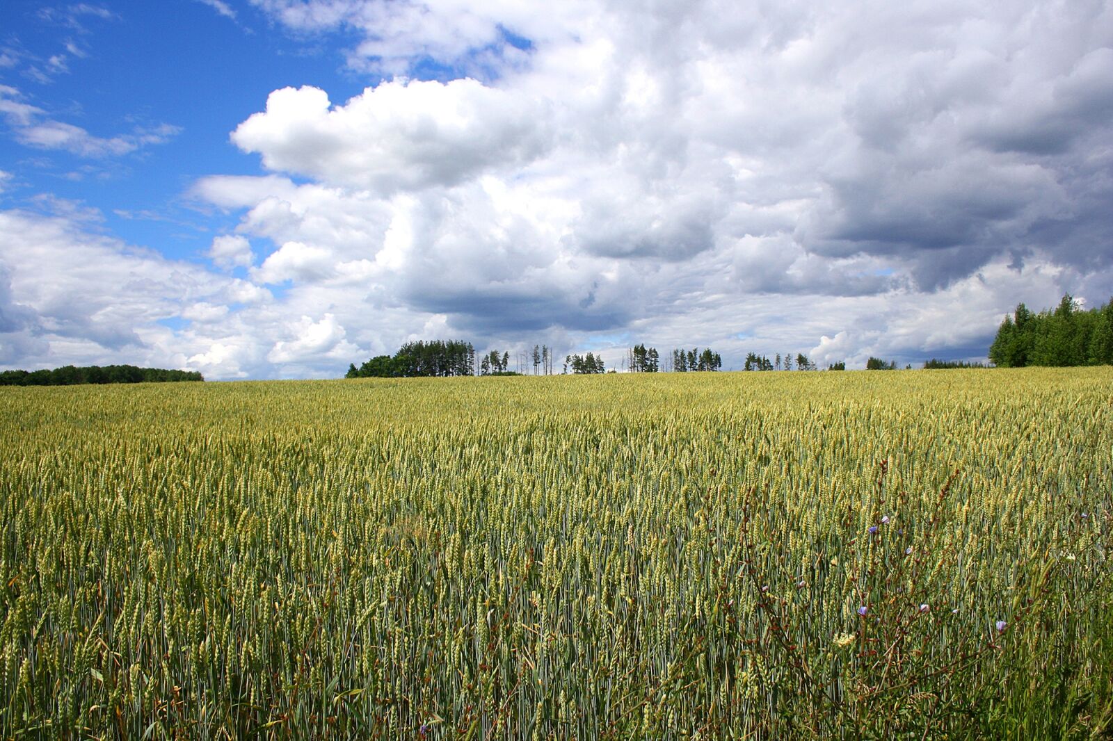 Canon EOS 1000D (EOS Digital Rebel XS / EOS Kiss F) sample photo. Russia, field, sky photography