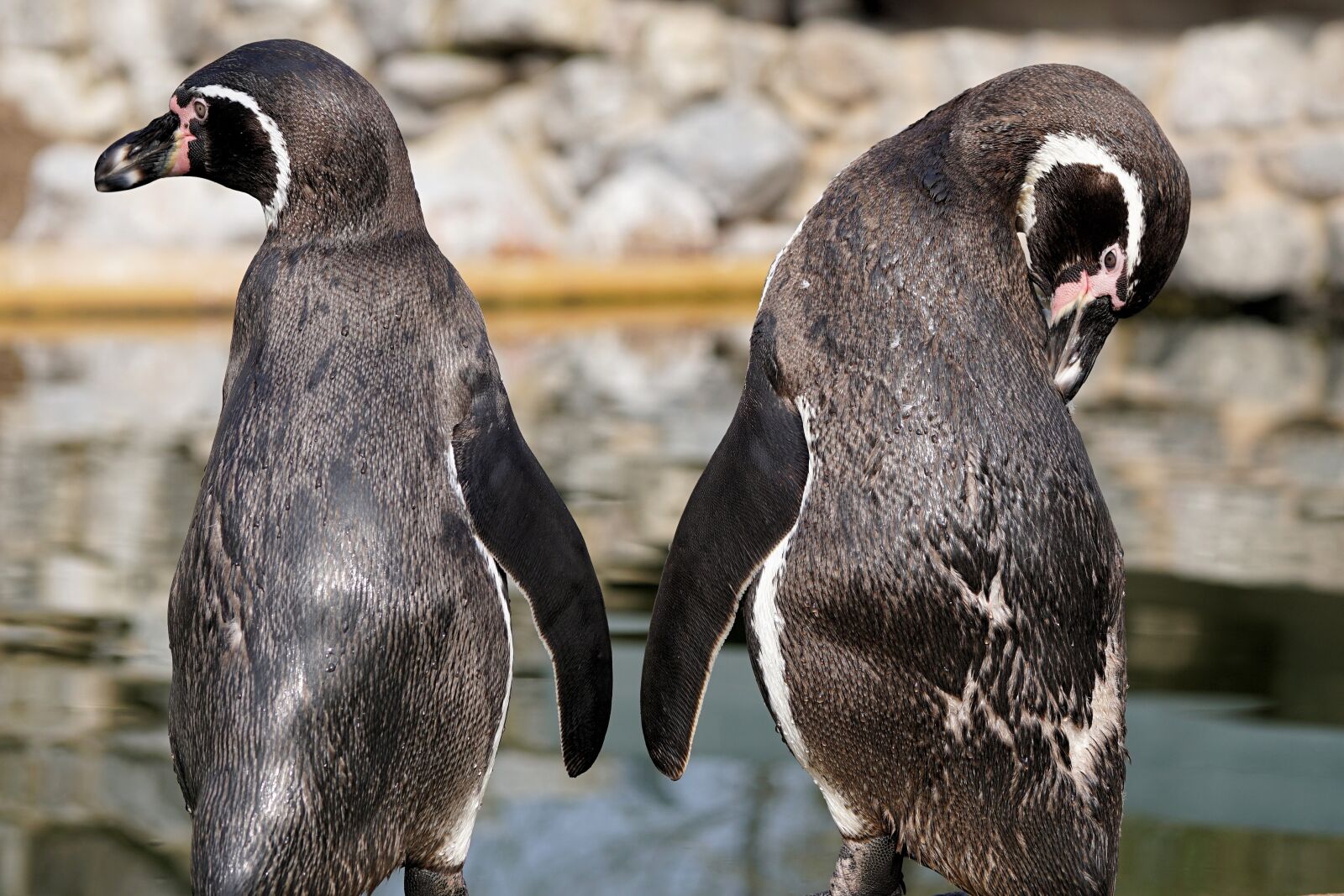 Sony a6000 + E 60mm F2.8 sample photo. Penguin, bird, animal photography