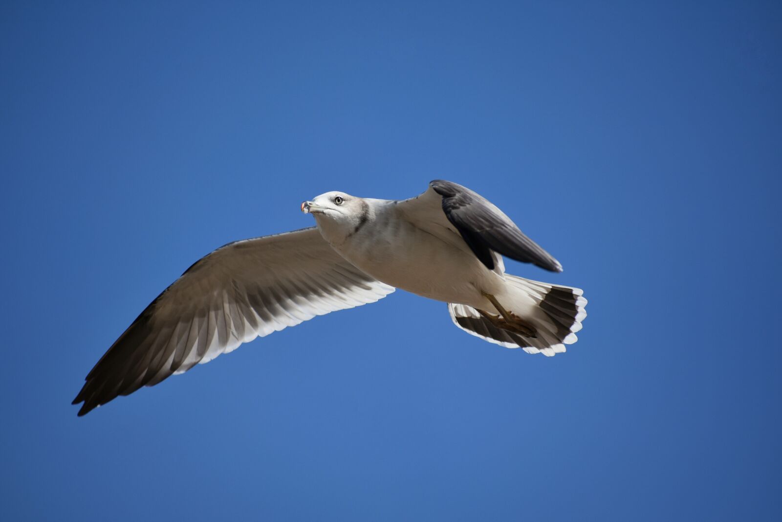 Nikon D7200 sample photo. Animal, sky, bird photography