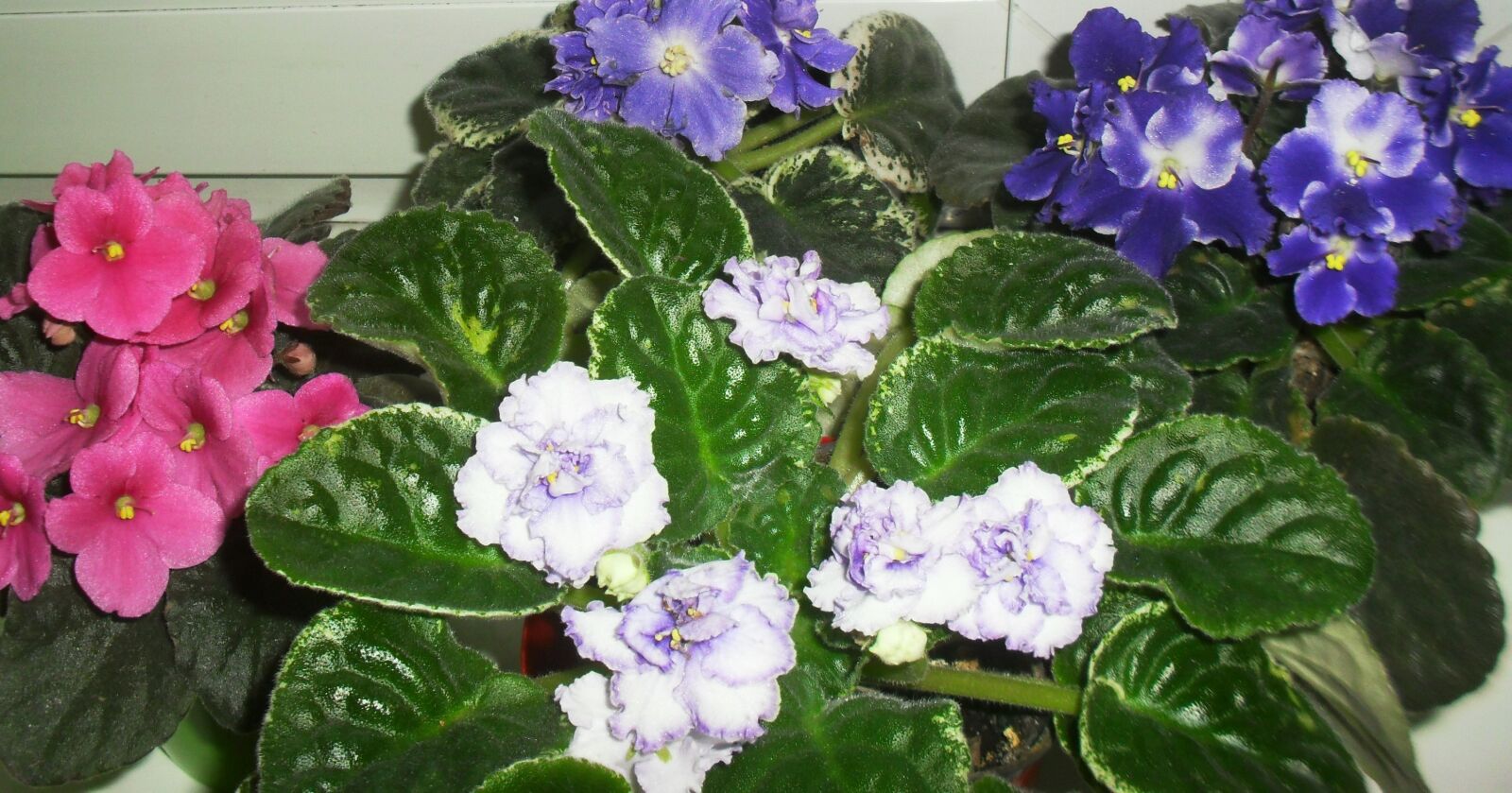 Samsung ES60 / VLUU ES60 /  SL105 /  ES63 sample photo. Colorful, flourishing, african violets photography