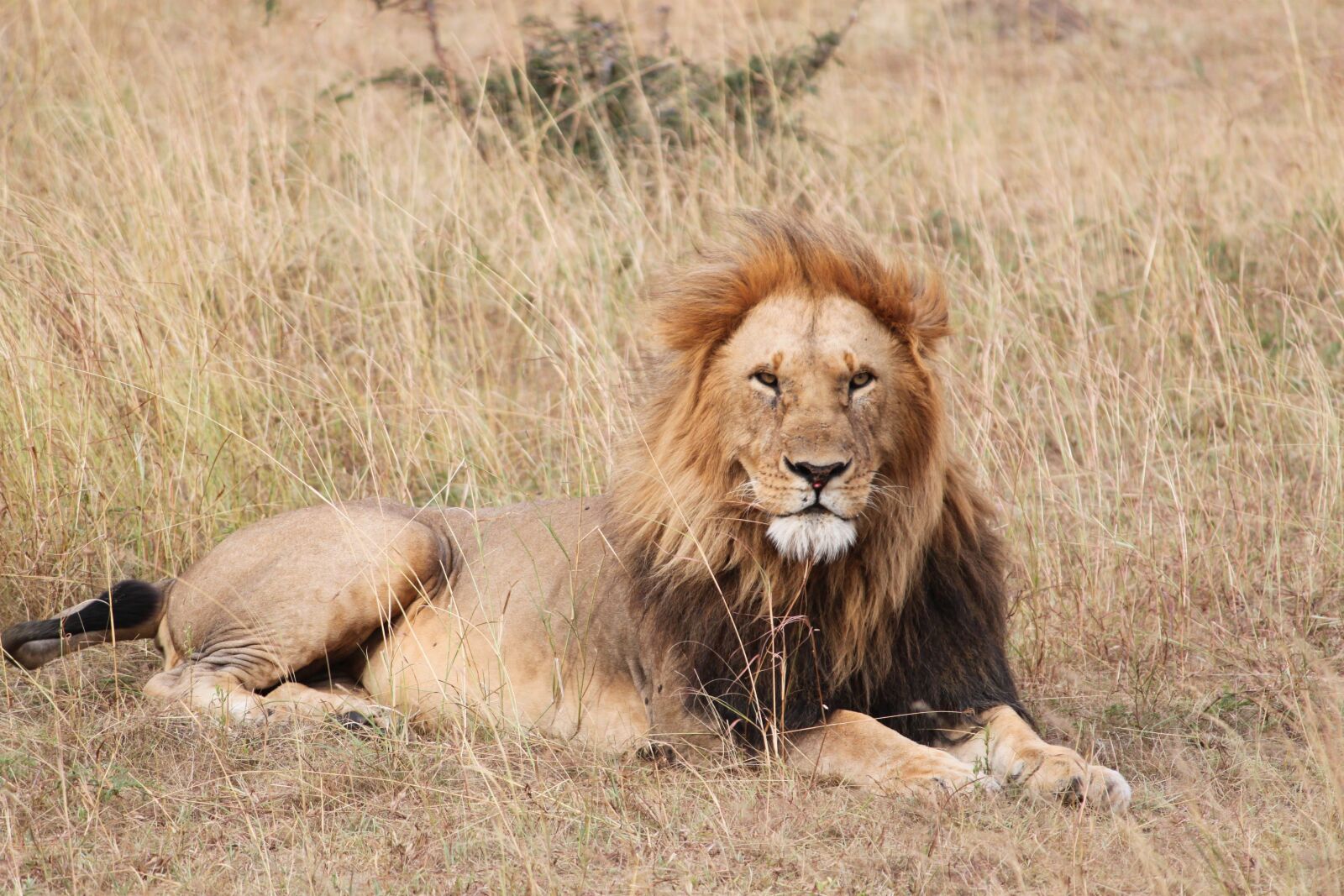 Canon EOS 500D (EOS Rebel T1i / EOS Kiss X3) sample photo. Lion, safari, africa photography