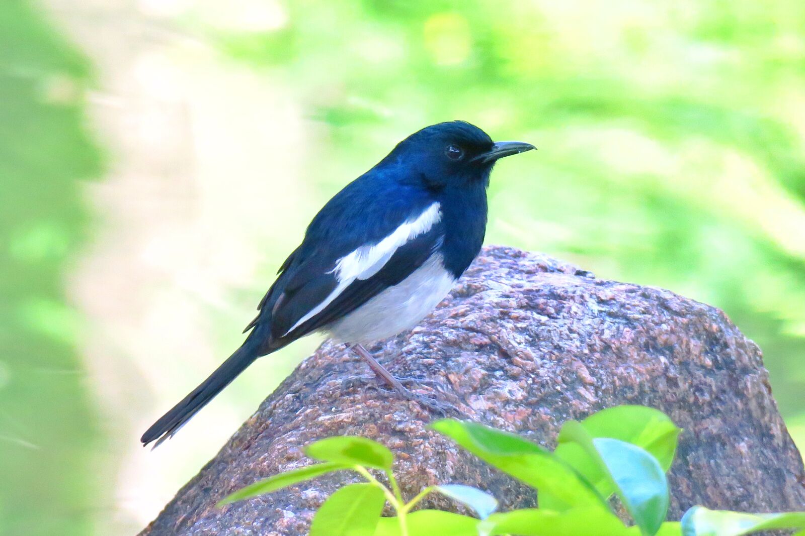 Canon PowerShot G3 X sample photo. Bird, wildlife, nature photography