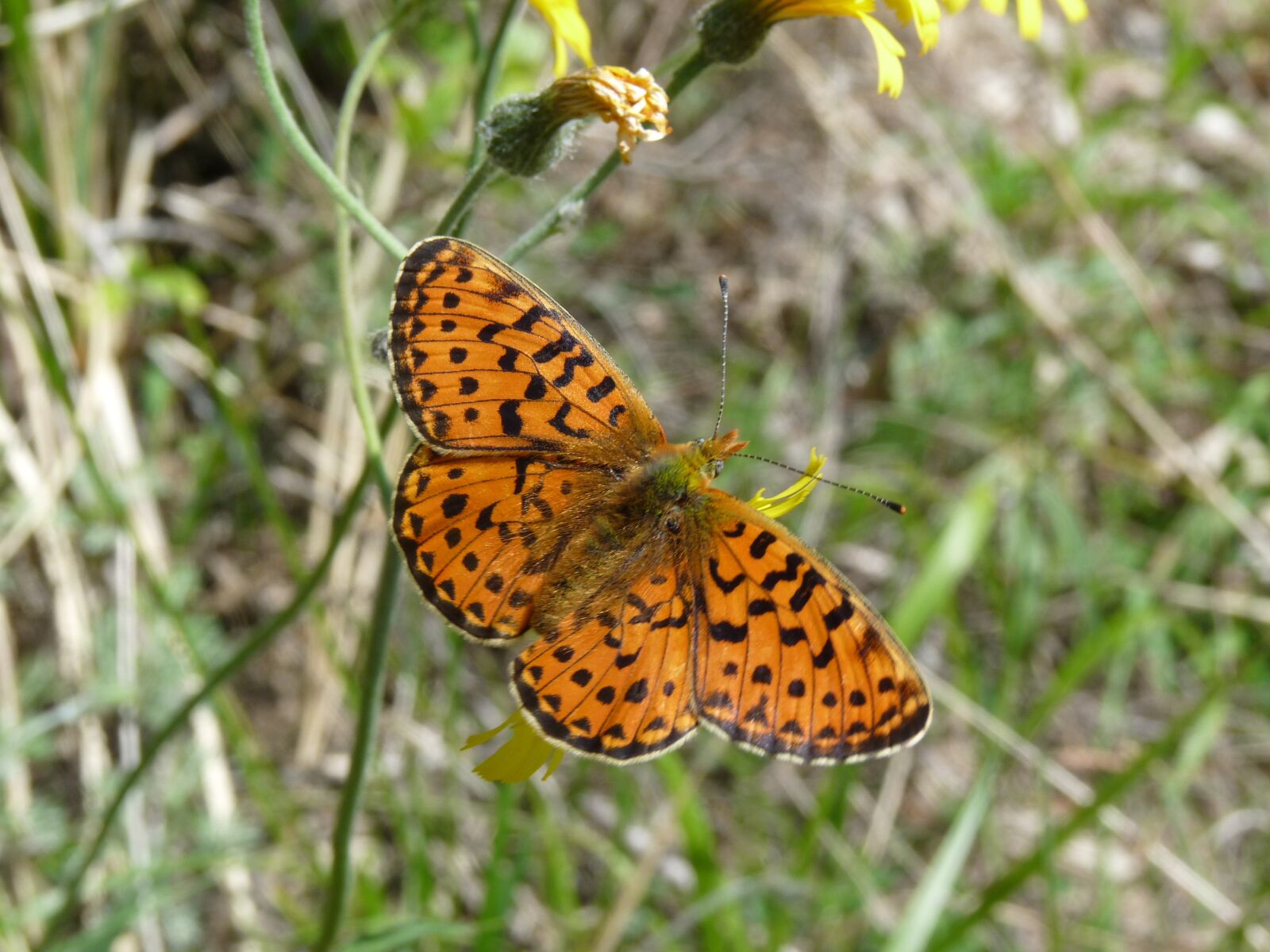 Panasonic Lumix DMC-FZ28 sample photo. Pearl-bordered fritillary, butterfly, insect photography