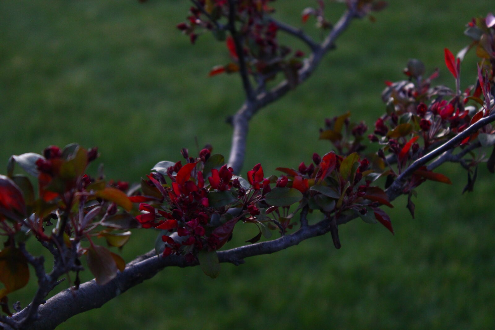 Canon EOS 600D (Rebel EOS T3i / EOS Kiss X5) sample photo. Backyard, berries, chill, flowers photography
