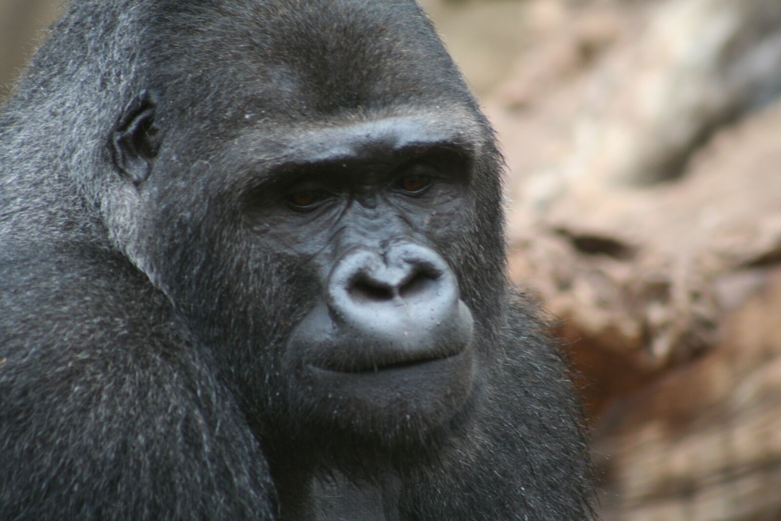 Canon EOS 350D (EOS Digital Rebel XT / EOS Kiss Digital N) sample photo. Gorilla, monkey, animal photography