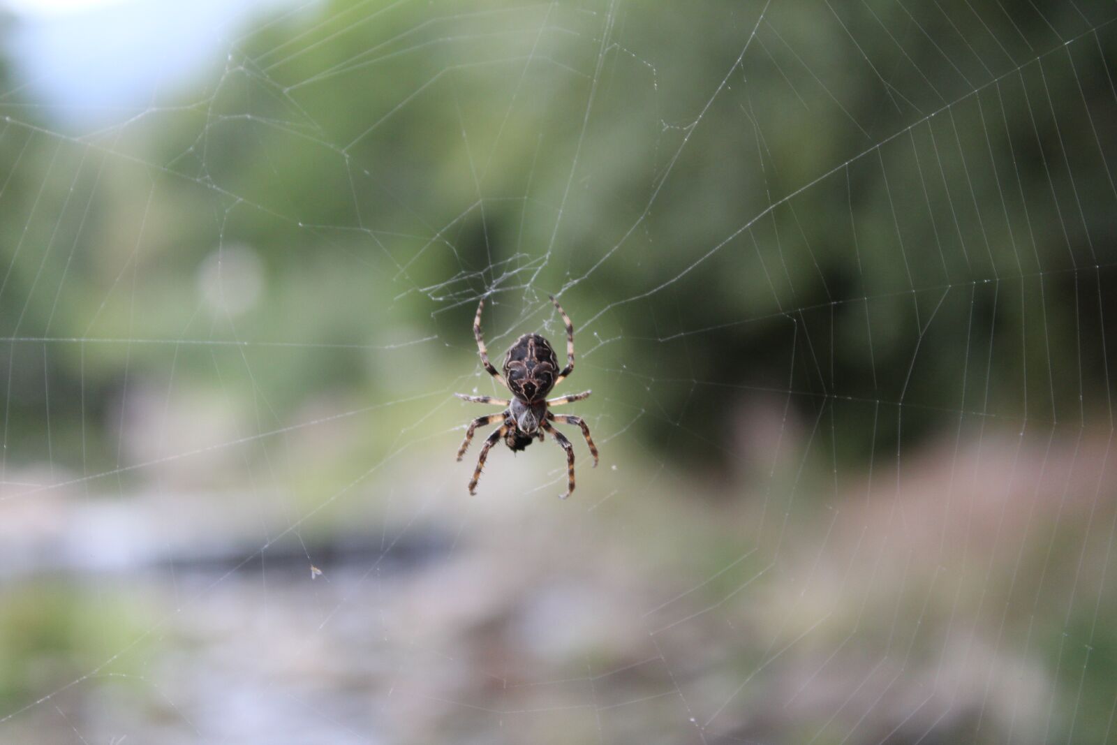 Canon EOS 1300D (EOS Rebel T6 / EOS Kiss X80) sample photo. Spider, web, insect photography