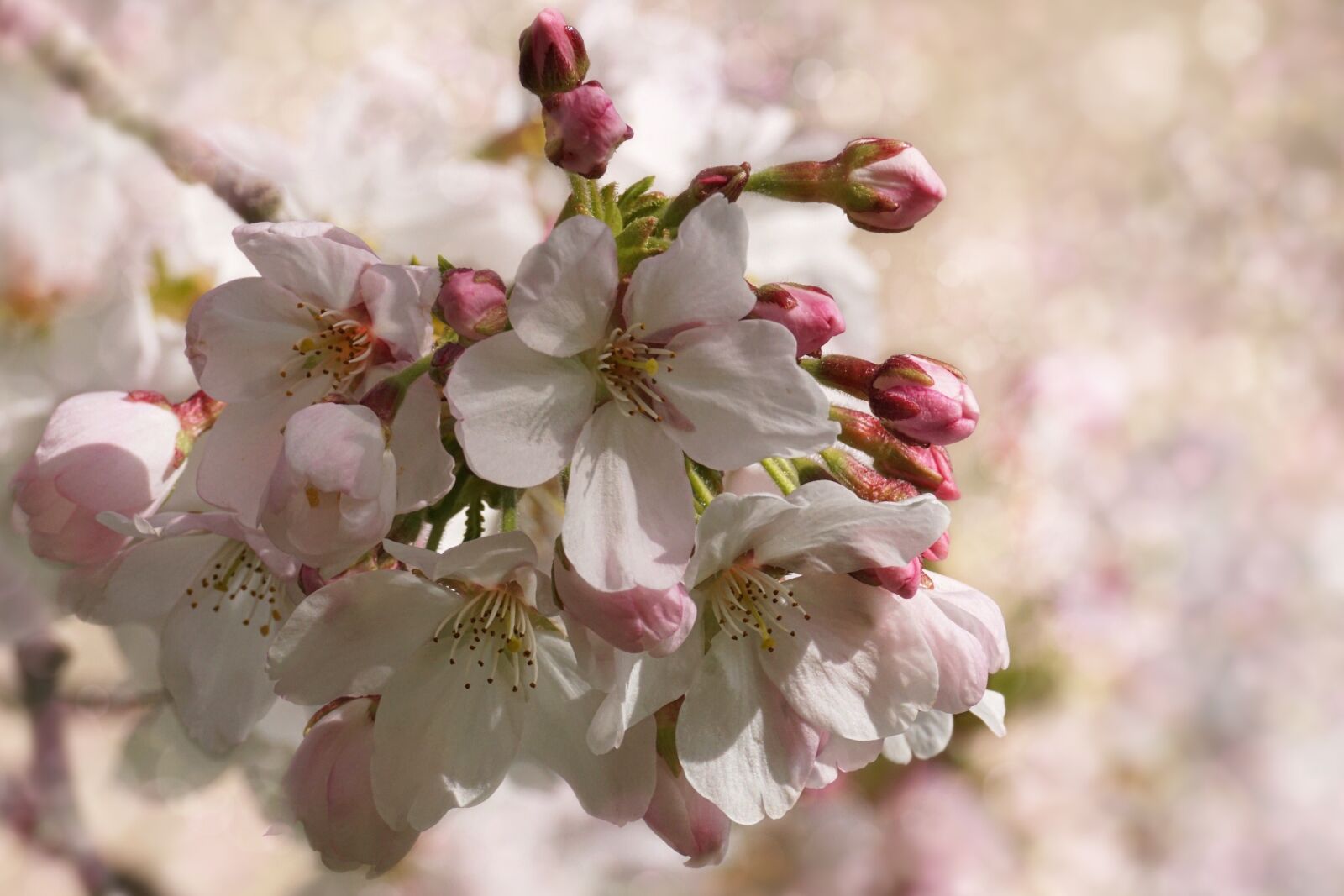 Sony DT 55-300mm F4.5-5.6 SAM sample photo. Cherry blossom, flower, plant photography
