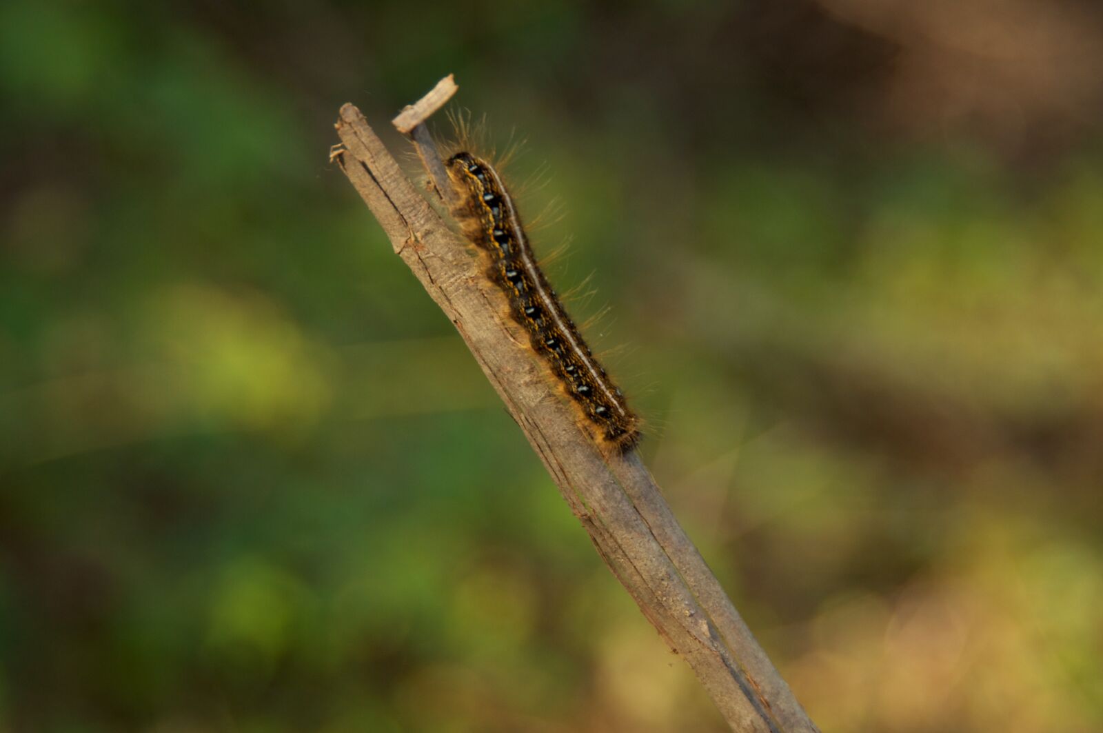 Nikon D90 sample photo. Caterpillar, stick, nature photography