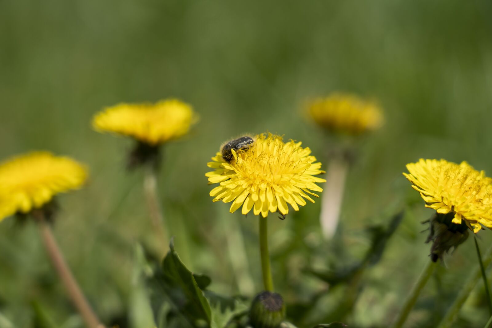 Sony FE 24-105mm F4 G OSS sample photo. Dandelion, dandelions, nature photography