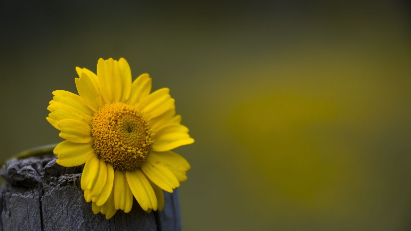 Canon EOS 750D (EOS Rebel T6i / EOS Kiss X8i) sample photo. Sunflower, yellow, flower photography