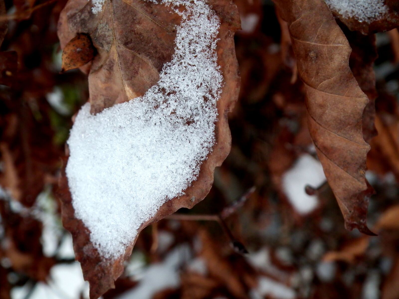 FujiFilm FinePix HS10 (FinePix HS11) sample photo. Nature, winter, leaves photography