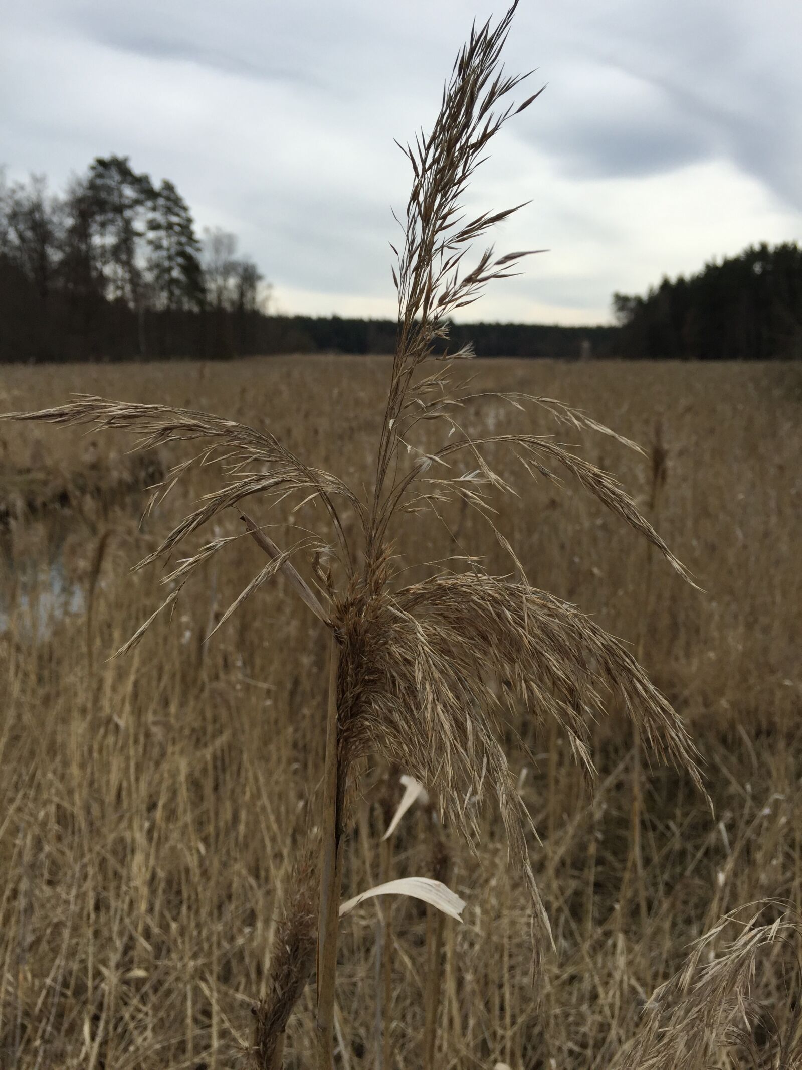 iPhone 6 back camera 4.15mm f/2.2 sample photo. Reed, weed, landscape photography