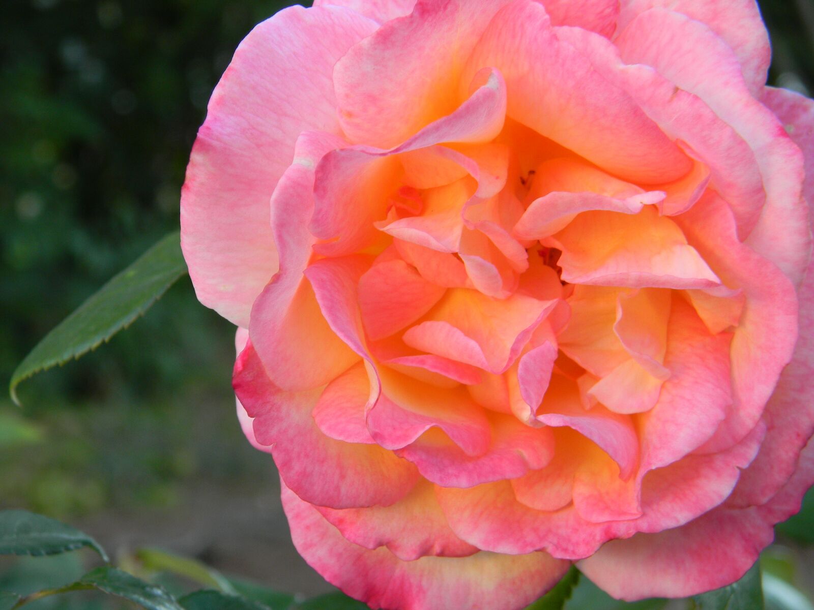 Nikon Coolpix L110 sample photo. Rose, flower, bloom photography