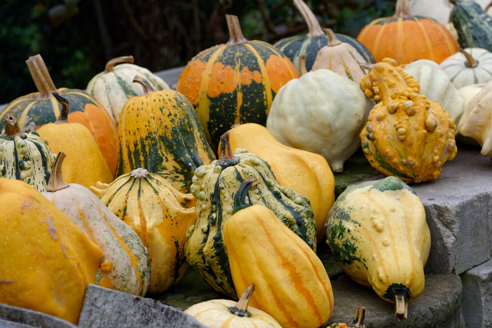 Nikon D5200 sample photo. Pumpkins, pumpkin, ornamental pumpkins photography