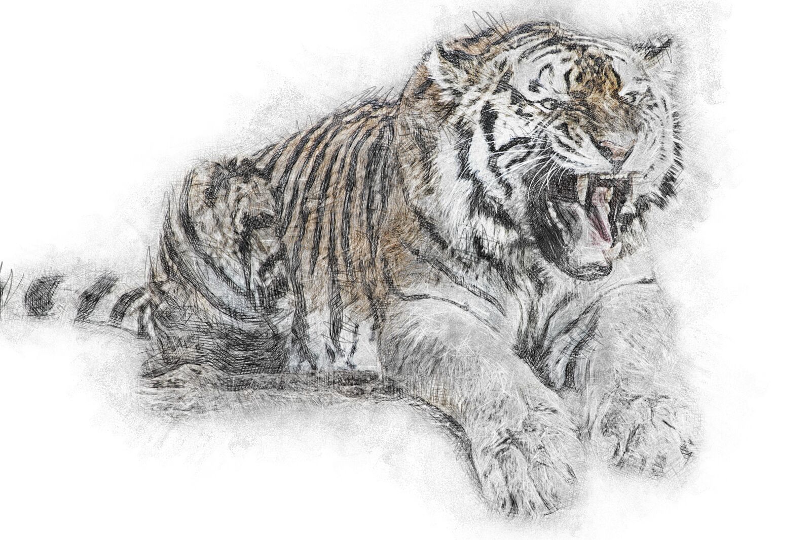 Canon EOS 600D (Rebel EOS T3i / EOS Kiss X5) sample photo. Tiger, predator, animal photography