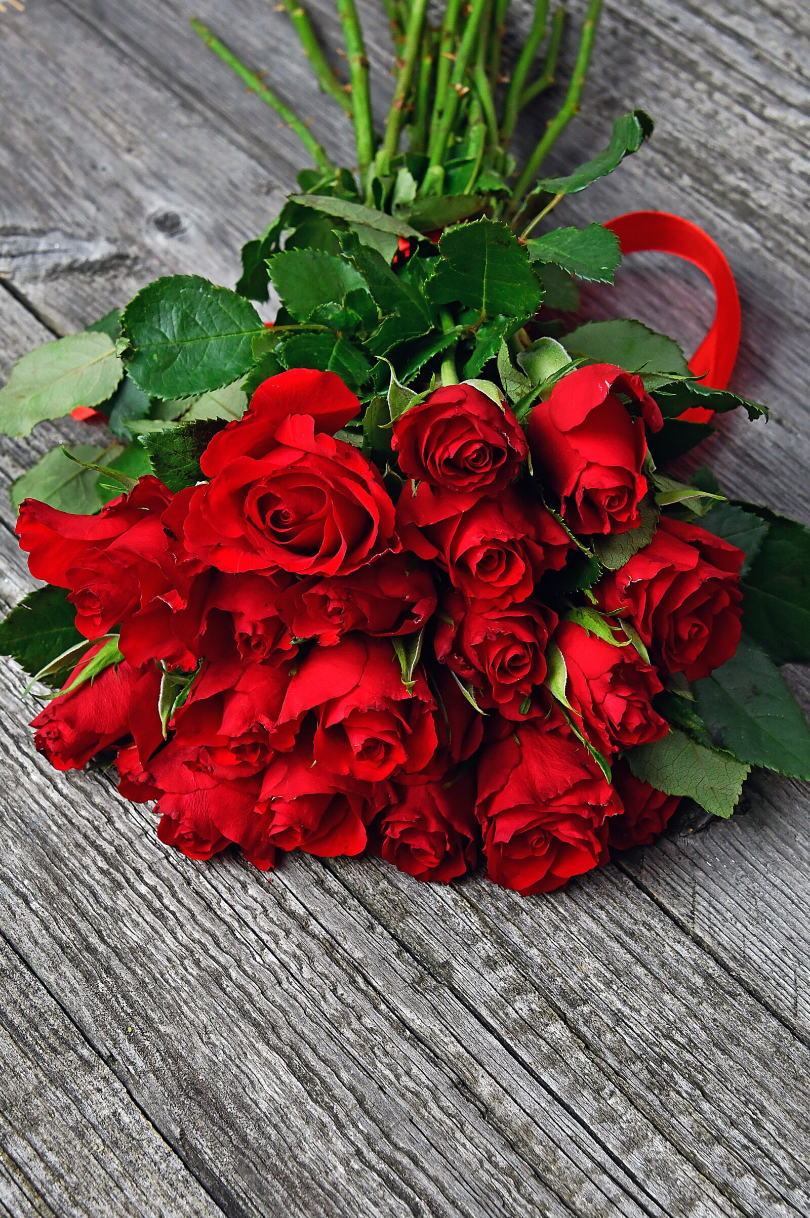 Nikon D3200 sample photo. Rose, valentine's, valentine's day photography