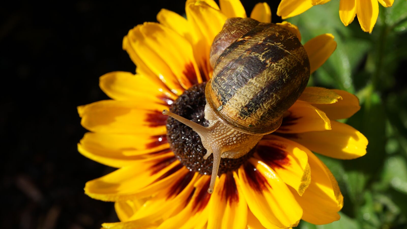 Sony E 30mm F3.5 Macro sample photo. Snail, coneflower, background photography