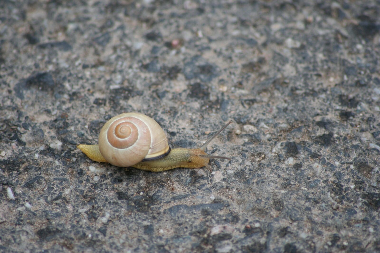 Canon EOS 350D (EOS Digital Rebel XT / EOS Kiss Digital N) sample photo. Snail, shell, mollusk photography