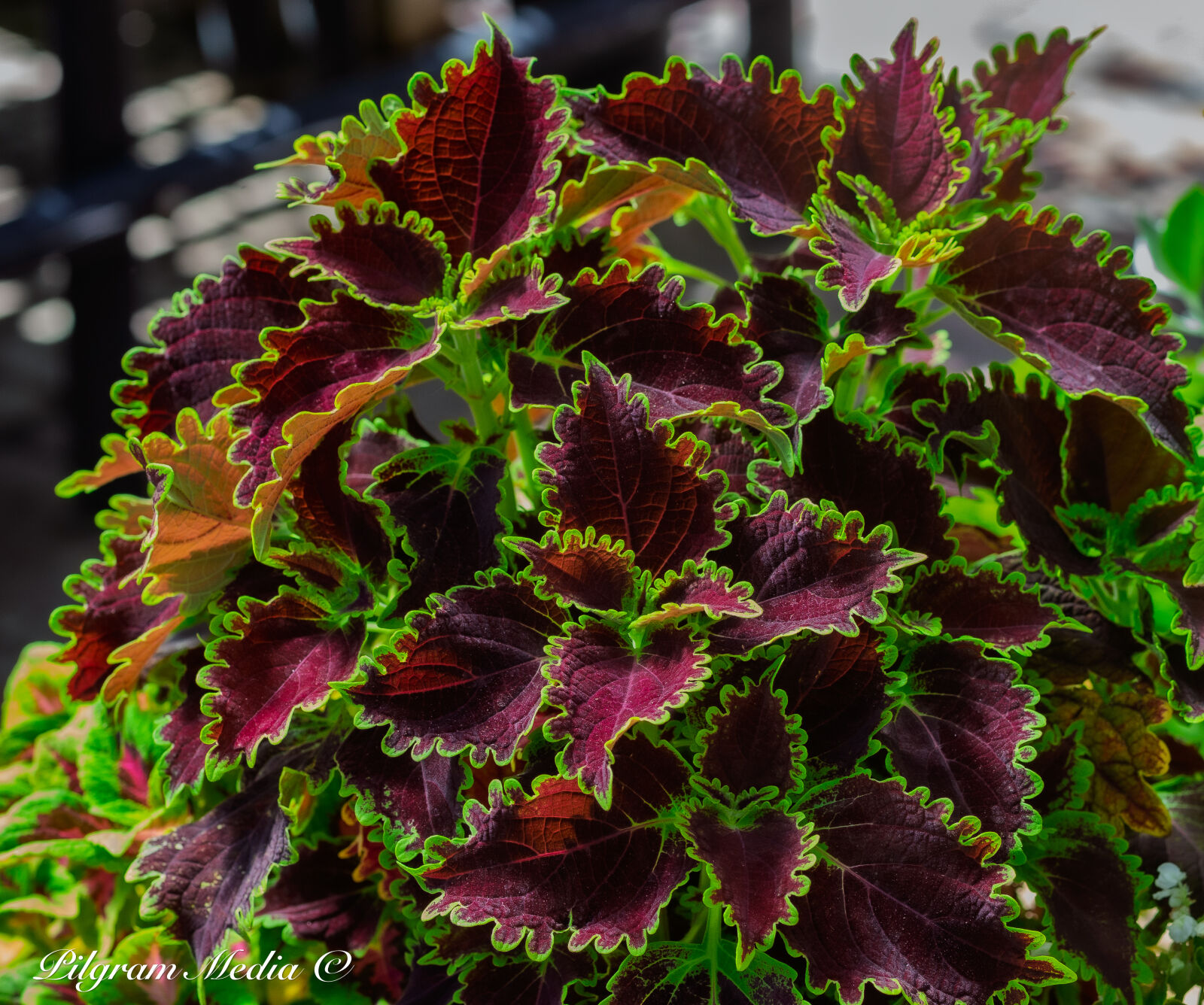 Canon EOS-1D X sample photo